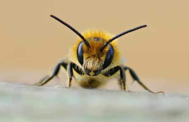 Украинцы теперь могут экспортировать в Канаду живых пчел – Госпродпотребслужба