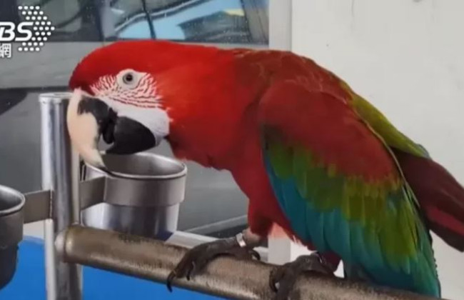 В Тайване владельца попугая приговорили к тюремному заключению за то, что его любимец напал на человека
