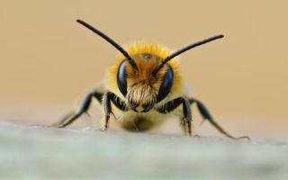 Украинцы теперь могут экспортировать в Канаду живых пчел – Госпродпотребслужба