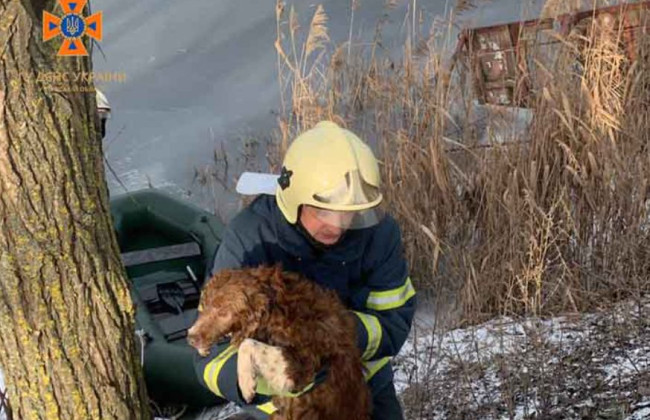 Кілька годин боровся за життя у крижаній воді: на Київщині врятували собаку, відео