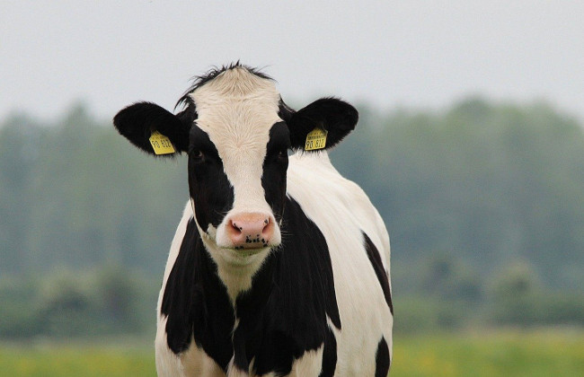 У Китаї клонували трьох «суперкорів», здатних давати по 18 тонн молока на рік