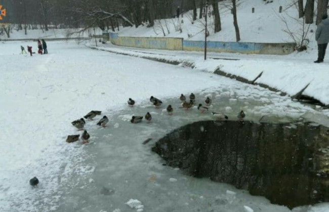 Освободили из ледяной ловушки: в Киевской области спасатели помогли уткам, фото