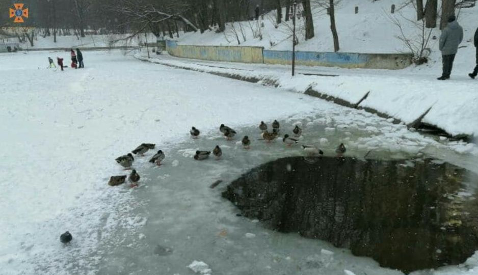 Освободили из ледяной ловушки: в Киевской области спасатели помогли уткам, фото