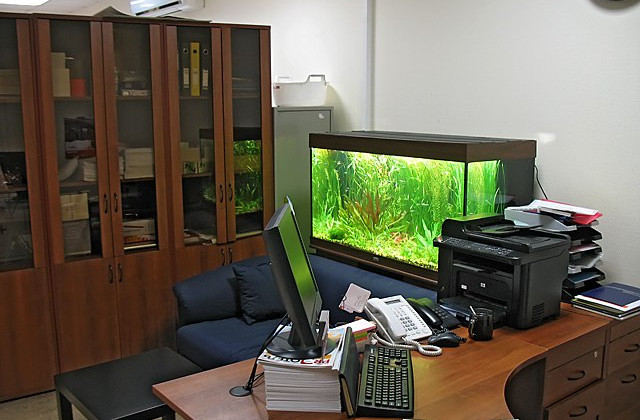 «Корм для рибок, заміна самих рибок при потребі»: в Укрзалізниці пояснили, чому оголосили закупівлю послуг для акваріумів на півмільйона