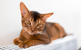 Монетизация льгот на жилищно-коммунальные услуги: что нужно знать