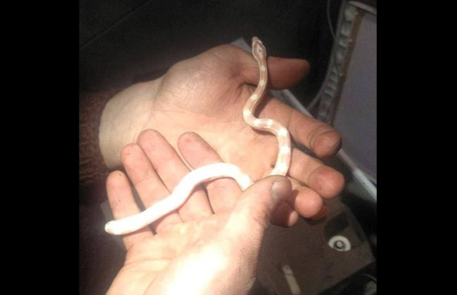 У Києві виявили змію у пральній машині, фото