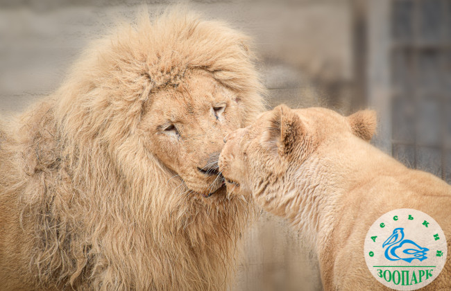Пара білих левів, яких евакуювали з харківського екопарку до одеського зоопарку, стали «Парою року – 2023»