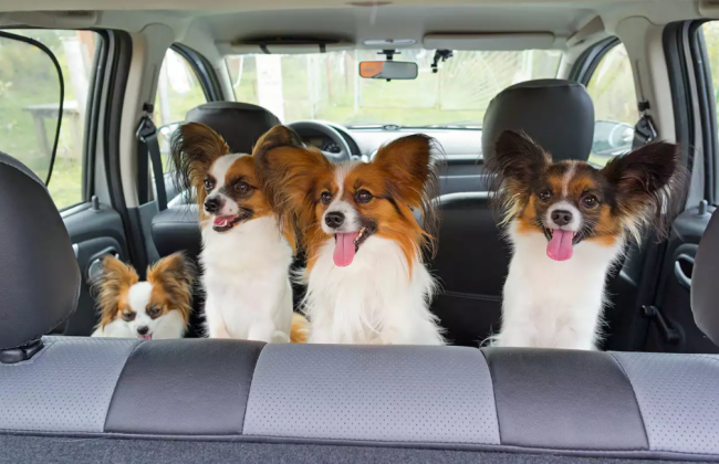 При скорости 50 км/ч собака превращается в снаряд: для водителей предлагают установить штрафы за нарушение правил перевозки животных