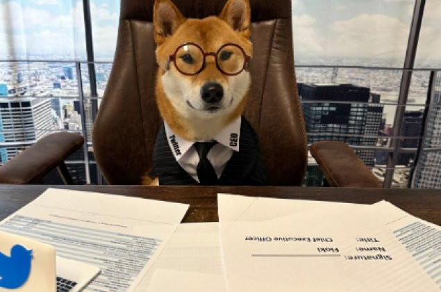 Ілон Маск «призначив» новим гендиректором Twitter свого пса, фото