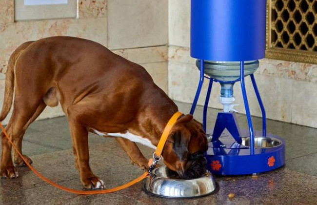 В Україні облаштували 11 pet-friendly вокзалів