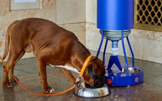В Україні облаштували 11 pet-friendly вокзалів