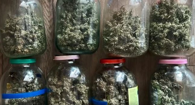 Вирощував вдома коноплю: чоловік на Київщині влаштував нарколабораторію