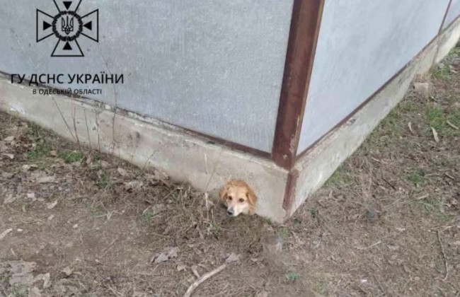 В Одесской области собаку спасли из бетонной ловушки, фото