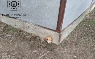 В Одесской области собаку спасли из бетонной ловушки, фото