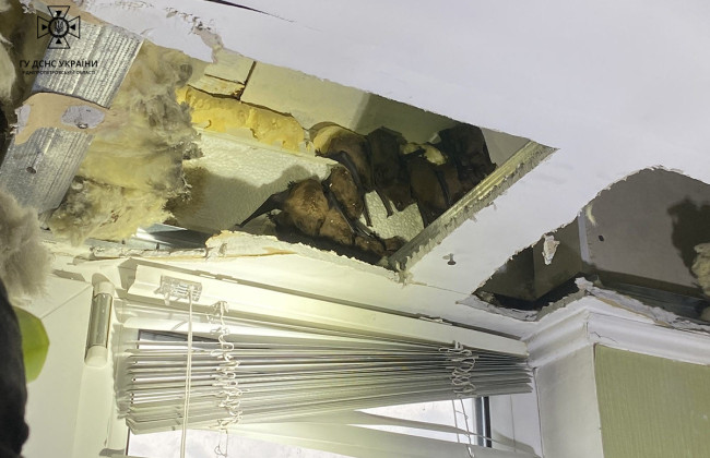 У Дніпрі на балконі власника квартири оселилось 140 кажанів, фото