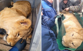 В Центр спасения животных в Киевской области эвакуировали двух львов