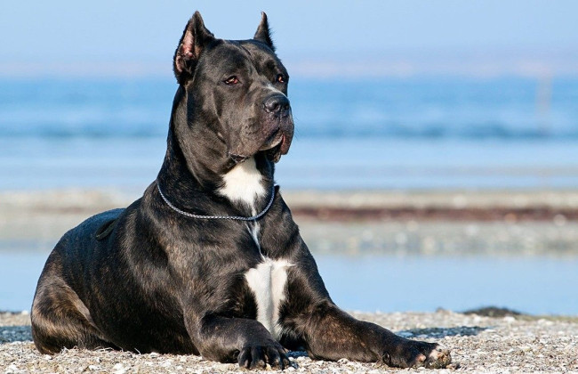 Львовский апелляционный суд оставил без изменений постановление о нарушении правил содержания собак «Метис кане-корсо»