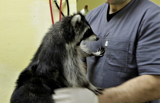 Полиция составила админпротокол на жительницу Франковска, которая поместила енота в центрифугу сушки