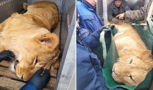 В Центр спасения животных в Киевской области эвакуировали двух львов