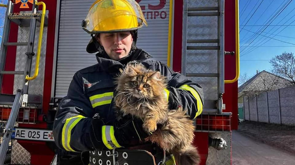 У Дніпрі надзвичайники ДСНС врятували кудлатого кота-екстремала, фото