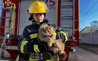 У Дніпрі надзвичайники ДСНС врятували кудлатого кота-екстремала, фото