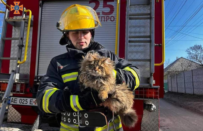 В Днепре чрезвычайники ГСЧС спасли лохматого кота-экстремала, фото