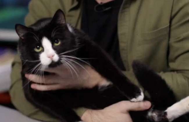 Буданов показал кота-разведчика по кличке Гюнтер, фото