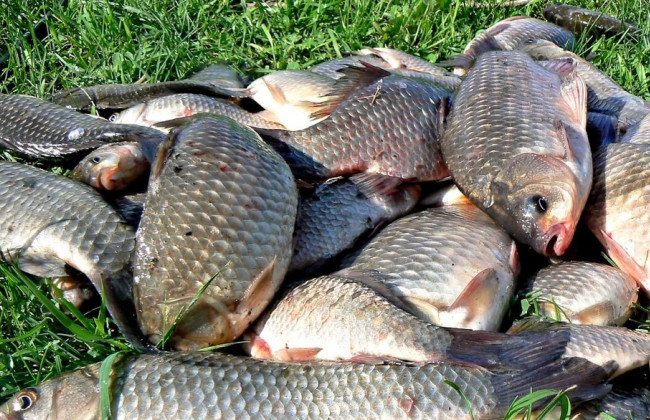 Выловил 75 карасей в период нереста: на Звенигородщине осудили рыбака