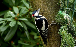 Суд ЄС зобов'язав Польщу заборонити рубку лісів під час гніздування птахів