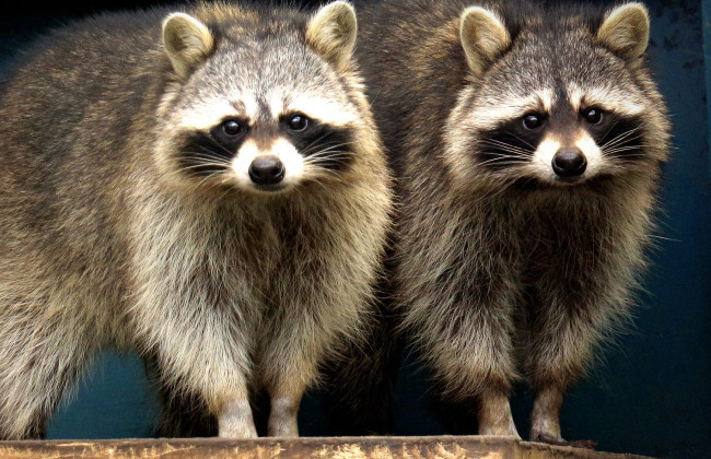 В Киевском зоопарке создали 19 новых пар среди животных, фото