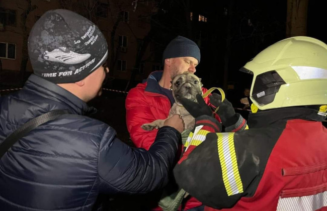 В Запорожье во время ликвидации последствий ракетного удара по жилому дому из-под завалов спасли бульдога, фото