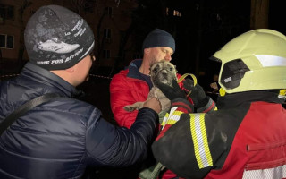 В Запорожье во время ликвидации последствий ракетного удара по жилому дому из-под завалов спасли бульдога, фото