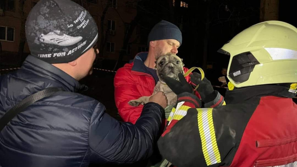 В Запорожье во время ликвидации последствий ракетного удара по жилому дому из-под завалов спасли бульдога, фото