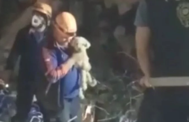 У Туреччині на 25-й день після землетрусу з-під завалів дістали собаку: фото