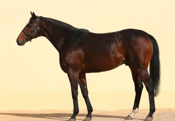 У Чехії вкрали коня, який належав Кадирову, — ЗМІ