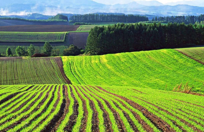 Раде предлагают изымать государственные земельные участки, используемые не по назначению, и передавать на нужды общин и ветеранов