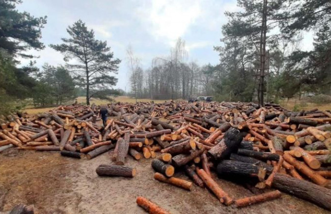 Прокурор потребовал снести недвижимость, построенную на земле из лесного фонда: БП Верховного Суда объяснила, что нужно учесть судам, рассматривая такие требования