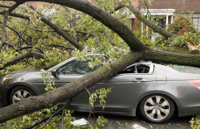 Збитки за пошкодження автомобіля, на яке впало дерево, відшкодовуватиме департамент міської ради — рішення суду