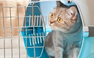 Упрощенные условия провоза домашних животных из Украины в Республику Польша отменяются