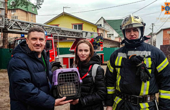 Три доби просидів на висоті 11 метрів: як на Київщині рятували кота, відео