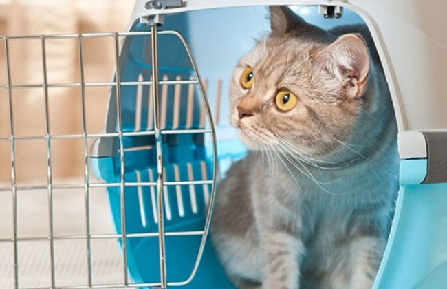 Упрощенные условия провоза домашних животных из Украины в Республику Польша отменяются