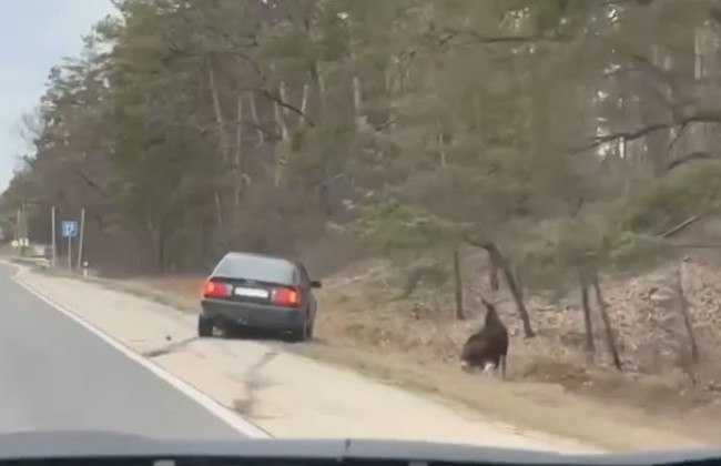 На Київщині легковик збив лося: відео автопригоди