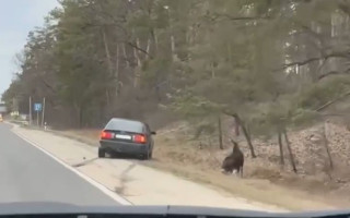 На Київщині легковик збив лося: відео автопригоди
