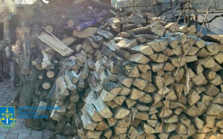 Незаконно вырубили более 200 деревьев: на Днепропетровщине разоблачили преступную группу