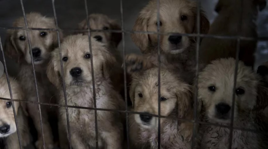Щоб завести собаку, треба пройти навчання: в Іспанії ухвалили закон проти жорстокого поводження з тваринами