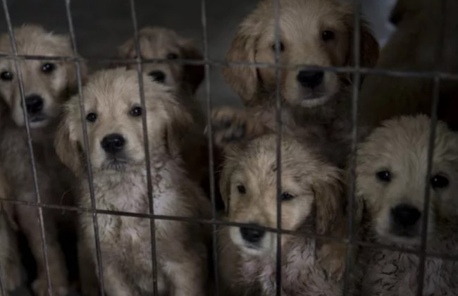 Чтобы завести собаку, нужно пройти обучение: в Испании приняли закон против жестокого обращения с животными