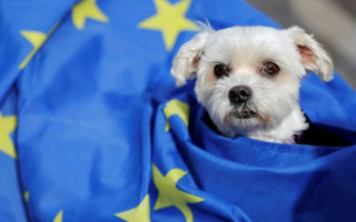 Евродепутаты смогут брать с собой на работу домашних питомцев