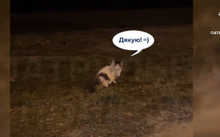 У Києві поліцейські провели «операцію» з порятунку котика, відео