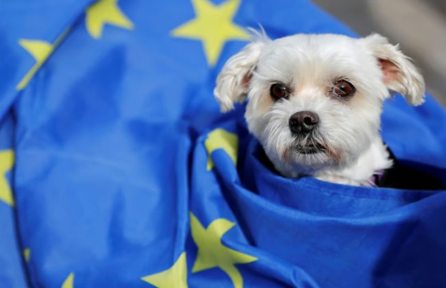 Євродепутати зможуть брати з собою на роботу домашніх улюбленців