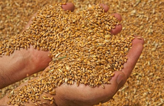 Кубраков сообщил, на какой срок продлили зерновую сделку